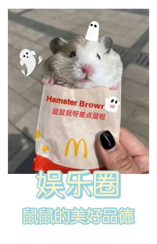 [娱乐圈]鼠鼠的美好品德